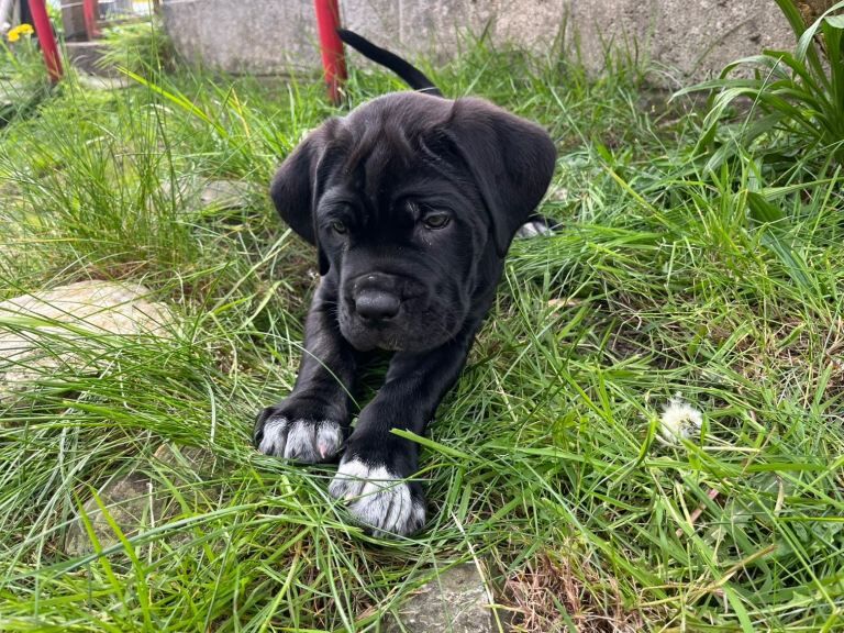 Cane corso pups