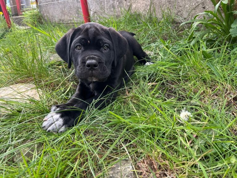 Cane corso pups - Image 2 of 3