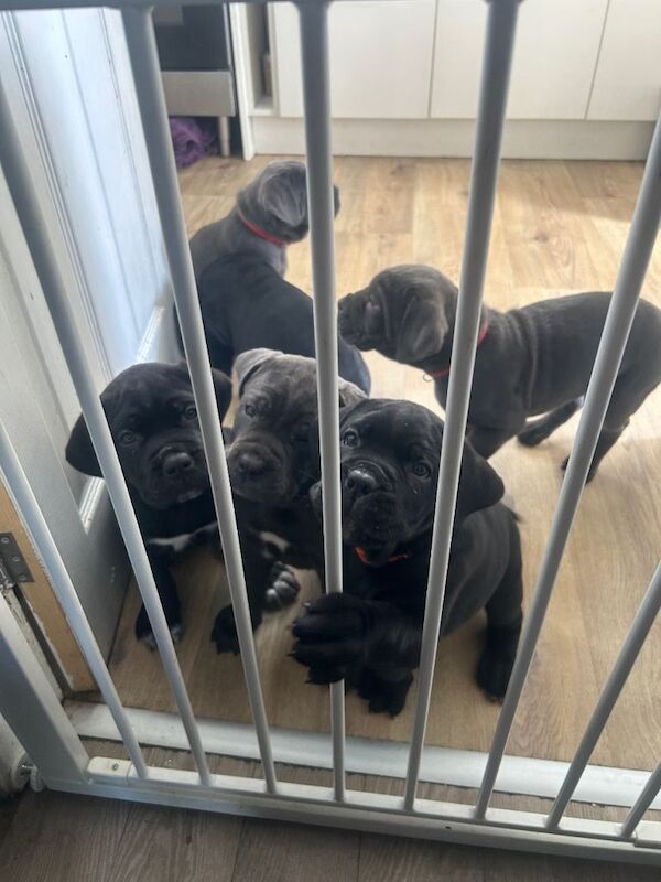 Cane corso pups - Image 3 of 3