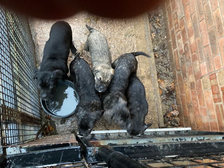 Cane Corso puppies for sale in Nuneaton, Warwickshire – 3 months old