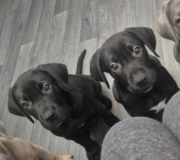Cane Corso Puppies For Sale Under £1,000