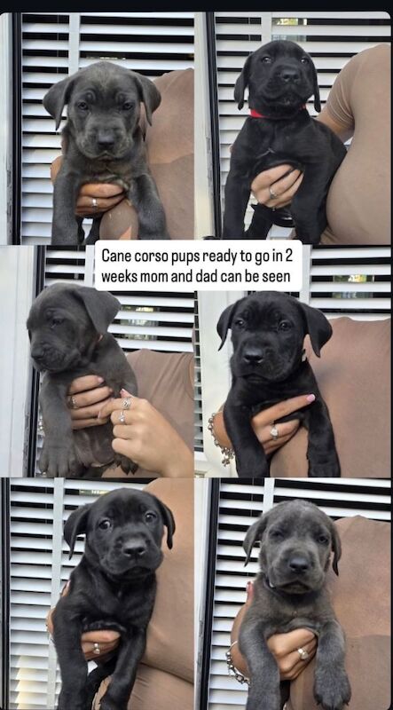 Cane Corso Puppies For Sale
