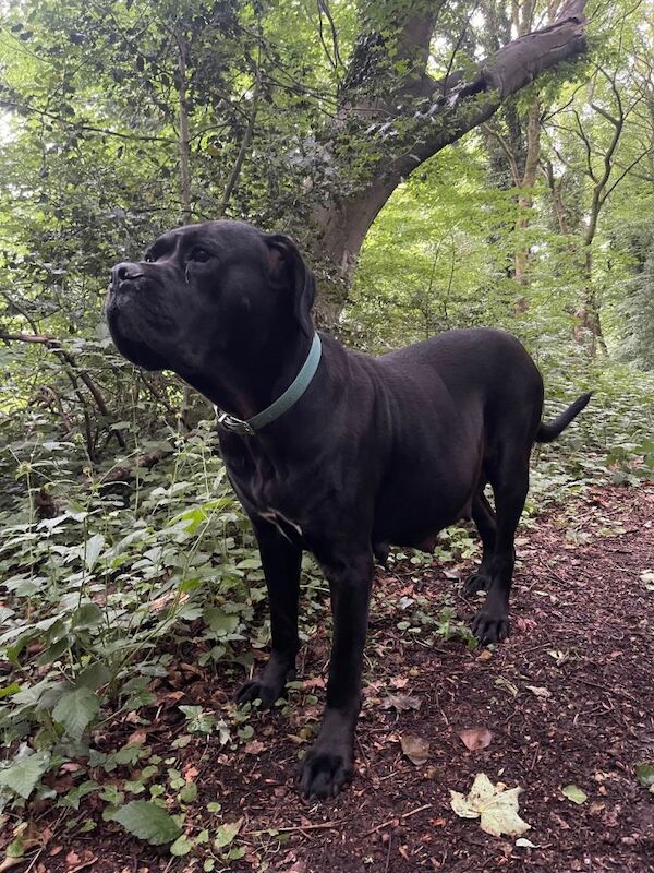Cane Corso Puppies For Sale
