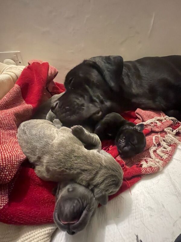 Cane Corso Pups ICCF REGISTERED 5***** - Image 2 of 3
