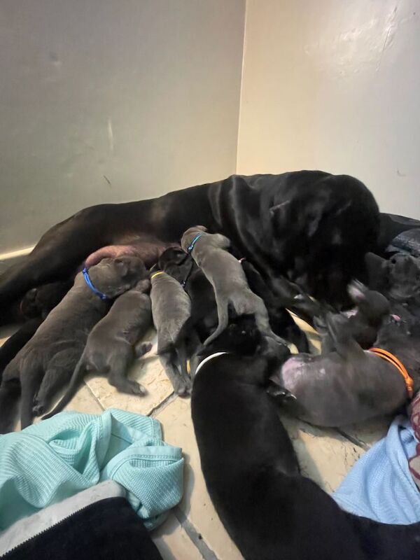 Cane Corso Pups ICCF REGISTERED 5***** - Image 3 of 3