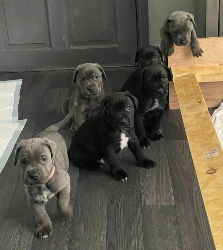 Cane Corso puppies for sale in Romford, Greater London – 8 weeks old