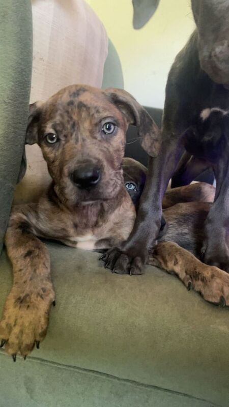 Cane Corso Pups ready to leave for sale in Middlesbrough, North Yorkshire