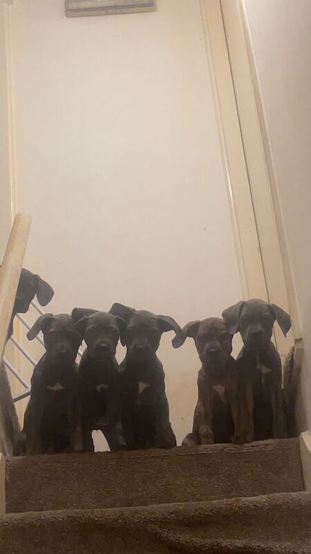 Cane Corso Pups ready to leave for sale in Middlesbrough, North Yorkshire | Image 2