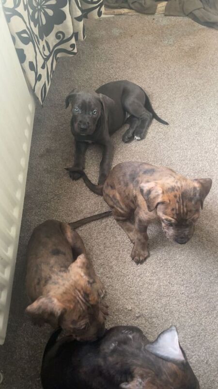 Cane Corso Pups ready to leave for sale in Middlesbrough, North Yorkshire | Image 3