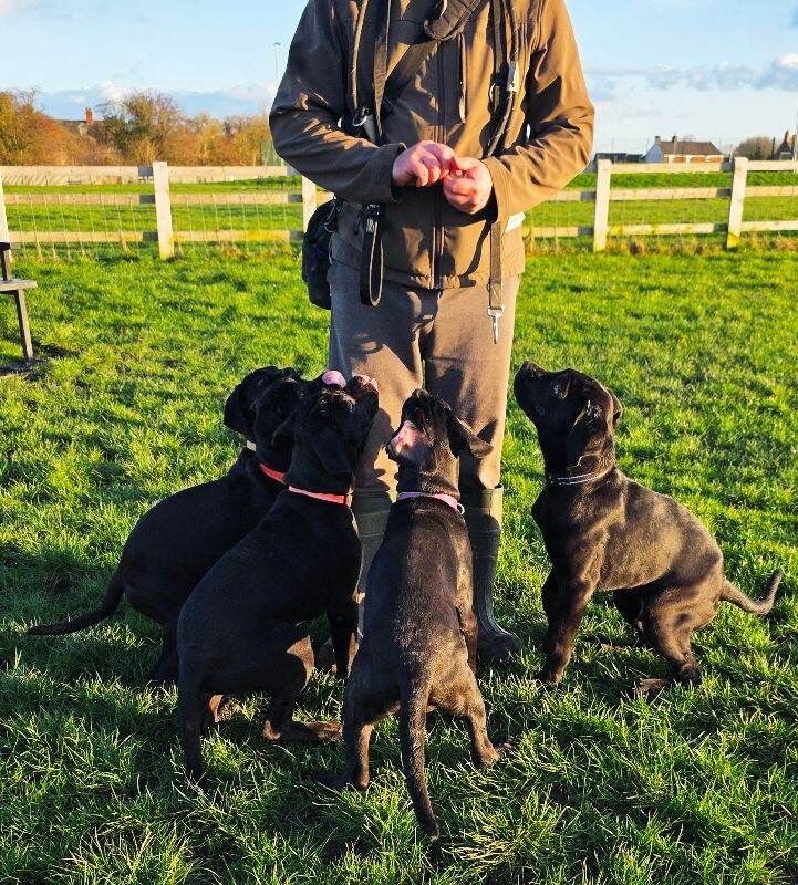 Cane Corso Puppies For Sale Under £1,000