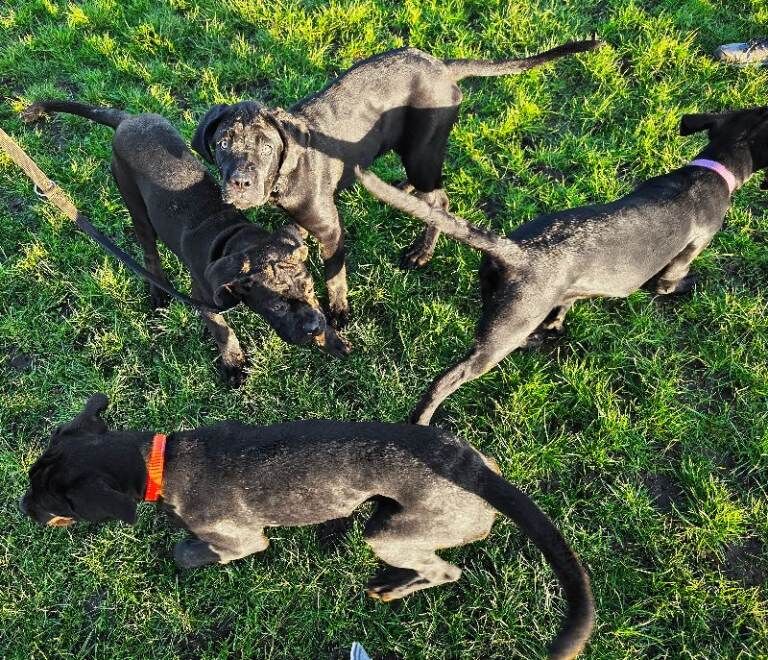 Cane Corso puppies for sale in Crewe, Cheshire – KC registered, 4 months old - Image 2 of 6