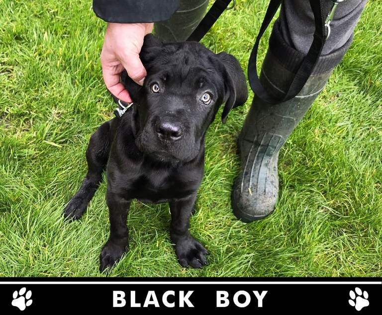 Cane Corso puppies for sale in Crewe, Cheshire – KC registered, 4 months old - Image 3 of 6