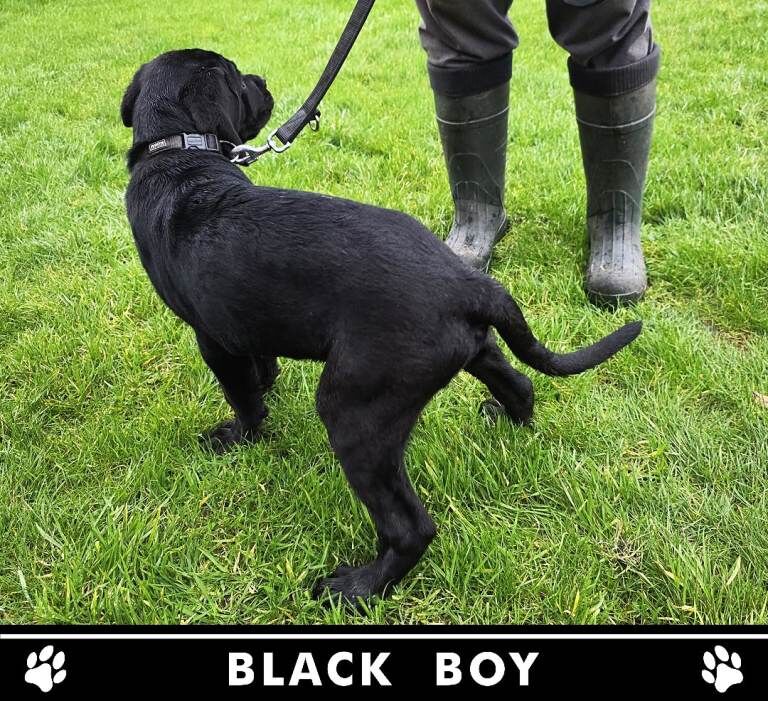 Cane Corso puppies for sale in Crewe, Cheshire – KC registered, 4 months old - Image 4 of 6