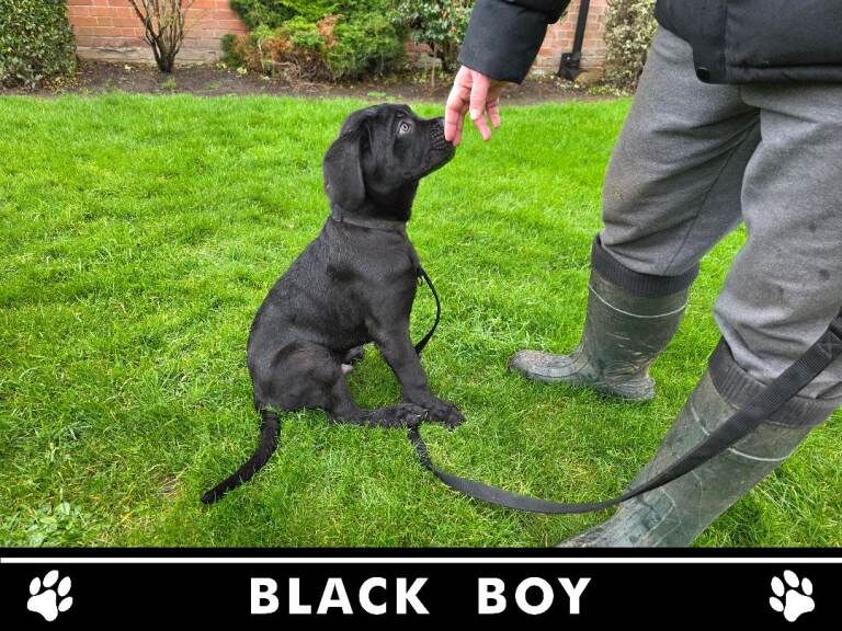 Cane Corso puppies for sale in Crewe, Cheshire – KC registered, 4 months old - Image 5 of 6