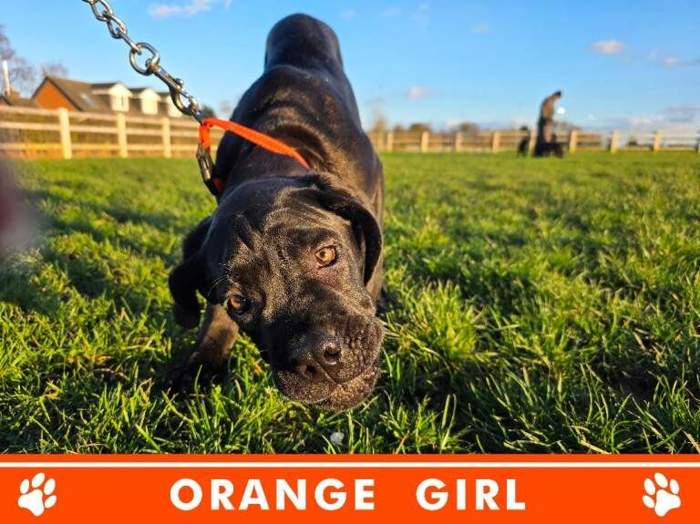 Cane Corso puppies for sale in Crewe, Cheshire – KC registered, 4 months old - Image 6 of 6