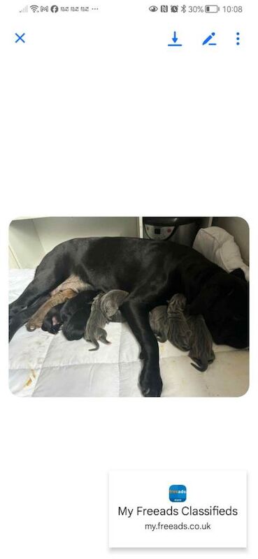 Cane Corso puppies for sale in Culverhouse Cross, South Glamorgan – 10 weeks old