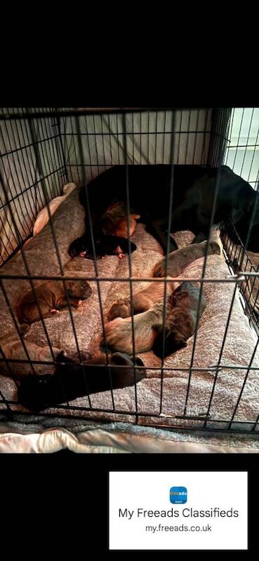 Cane Corso puppies for sale in Culverhouse Cross, South Glamorgan – 10 weeks old - Image 2 of 4