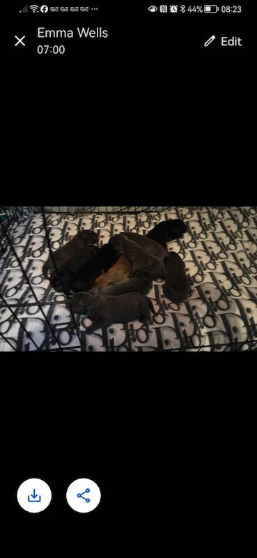 Cane Corso puppies for sale in Culverhouse Cross, South Glamorgan – 10 weeks old - Image 3 of 4