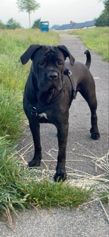 Cane Corso puppies for sale in Culverhouse Cross, South Glamorgan – 10 weeks old - Image 4 of 4