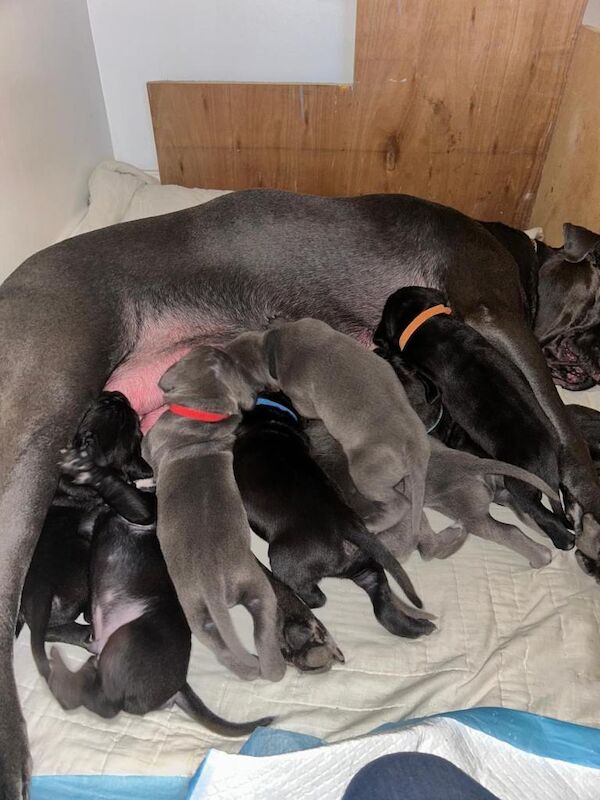 Cane Corso puppies for sale in Peterlee, County Durham – 10 weeks old