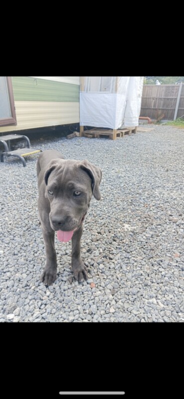 Cane Corso rear blue