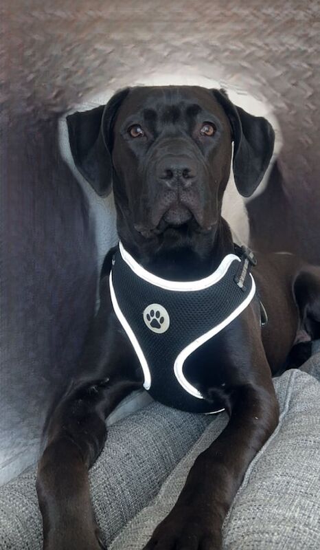 Cane Corso puppies for sale in Sunderland, Tyne and Wear – 6 weeks old