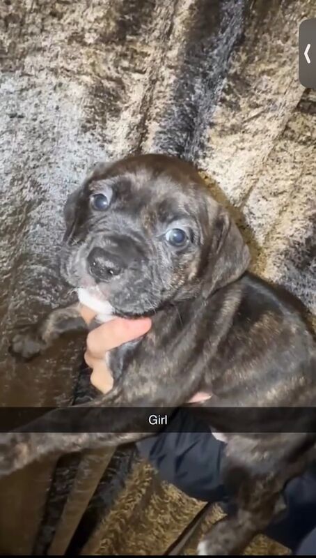 Cane Corso puppies for sale in Sunderland, Tyne and Wear – 6 weeks old - Image 2 of 5