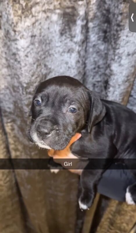 Cane Corso puppies for sale in Sunderland, Tyne and Wear – 6 weeks old - Image 3 of 5