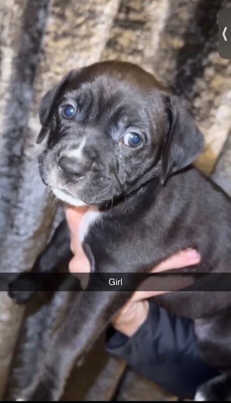 Cane Corso puppies for sale in Sunderland, Tyne and Wear – 6 weeks old - Image 4 of 5