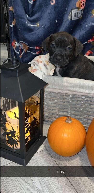 Cane Corso puppies for sale in Sunderland, Tyne and Wear – 6 weeks old - Image 5 of 5