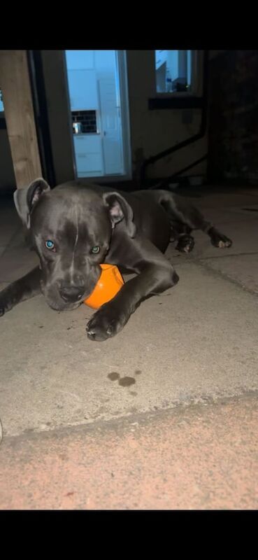 Cane Corso puppies for sale in Leigh, Greater Manchester – 8 months old