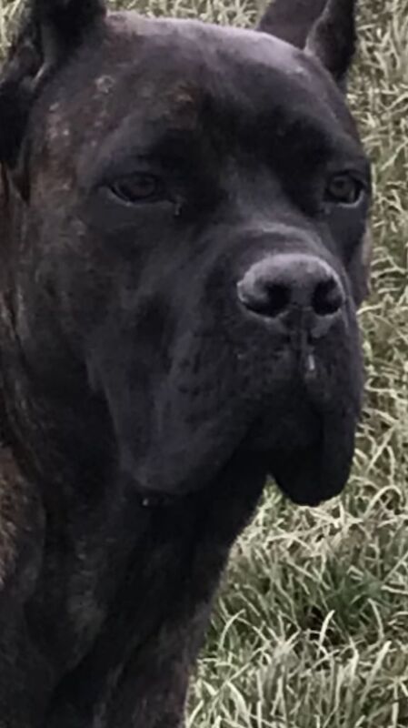 Cane Corso puppies for sale in Liverpool, Merseyside – KC registered, 1 week old