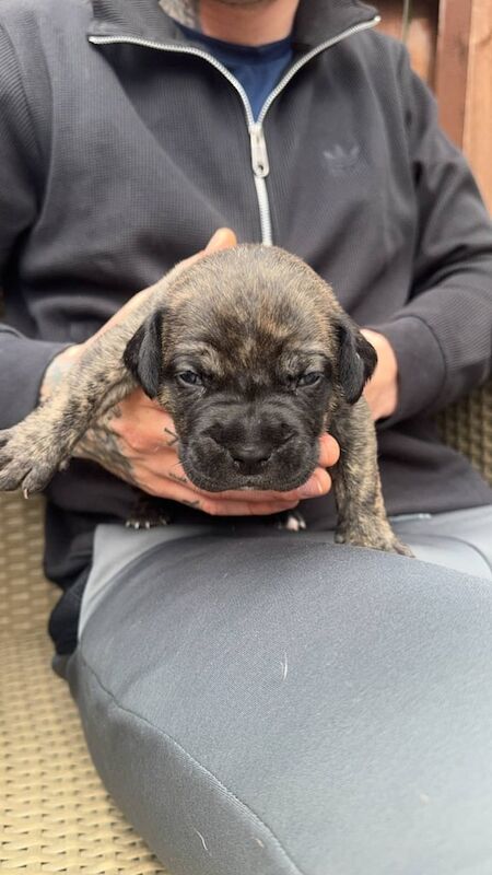 Cane Corso puppies for sale in Kingston upon Hull, East Riding of Yorkshire – 5 weeks old