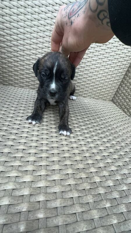 Cane Corso puppies for sale in Kingston upon Hull, East Riding of Yorkshire – 5 weeks old - Image 2 of 3