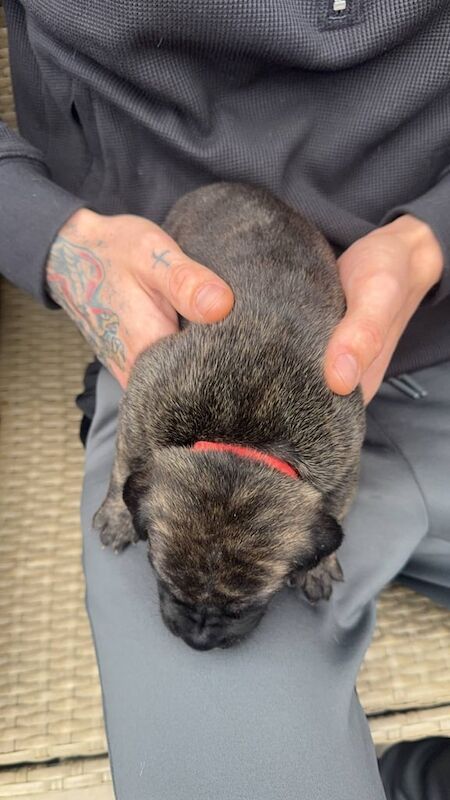 Cane Corso puppies for sale in Kingston upon Hull, East Riding of Yorkshire – 5 weeks old - Image 3 of 3
