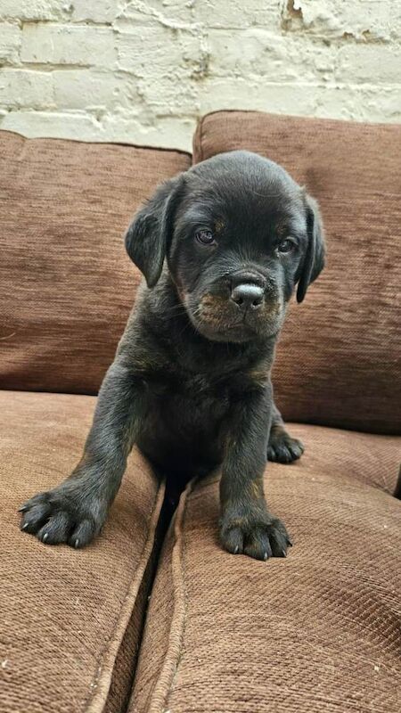 Cane corso x
