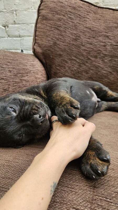 Cane corso x - Image 2 of 3