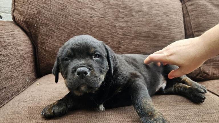 Cane corso x - Image 3 of 3