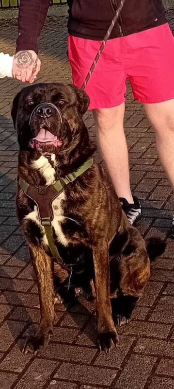 Cane Corso puppies for sale in Ayr, Ayrshire and Arran – 2 years old