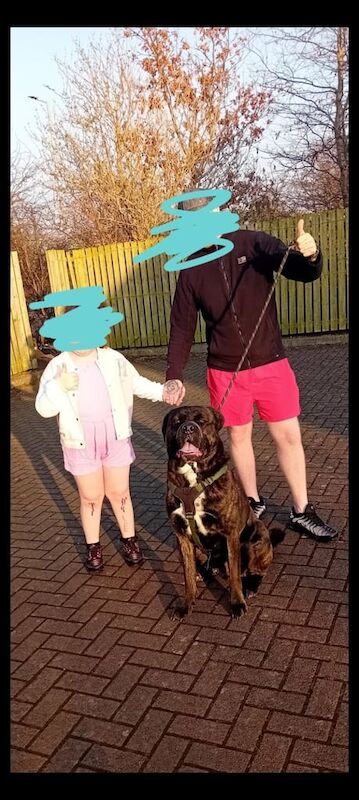 Cane Corso puppies for sale in Ayr, Ayrshire and Arran – 2 years old - Image 2 of 2