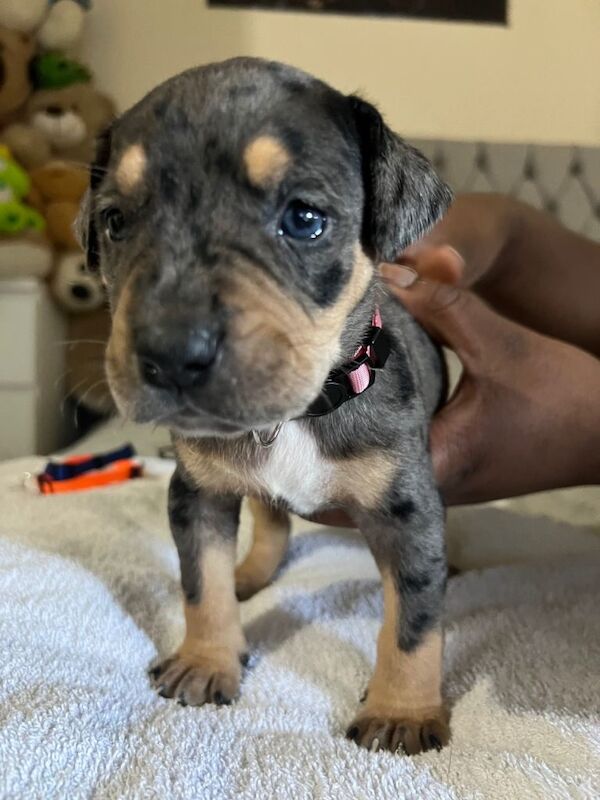 Cane corso x American bully