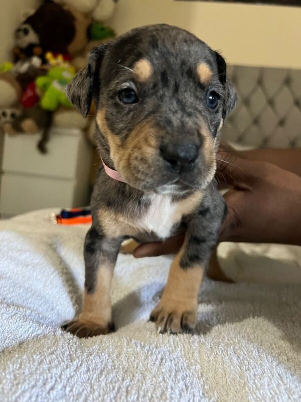 Cane corso x American bully - Image 2 of 4
