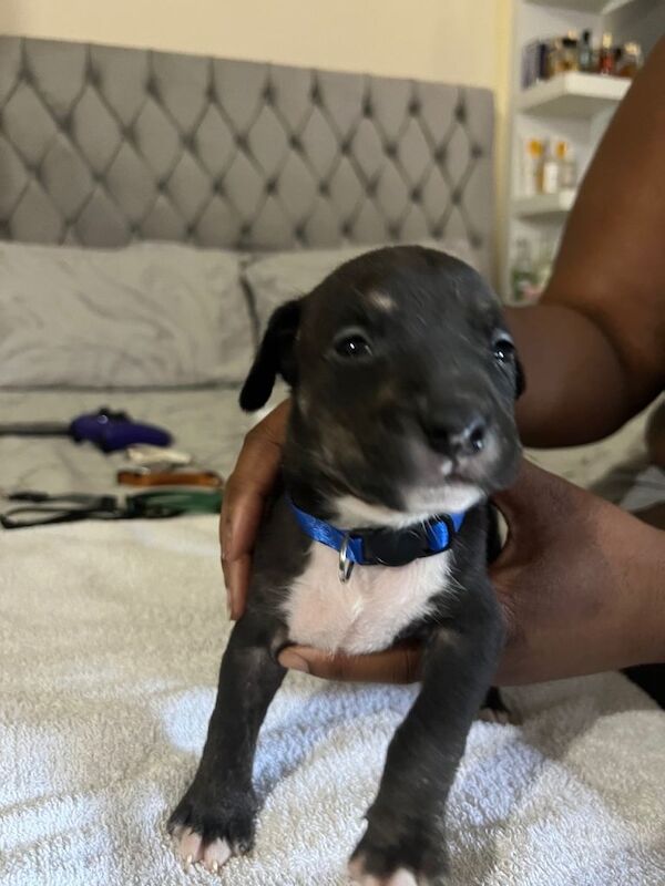 Cane corso x American bully - Image 3 of 4