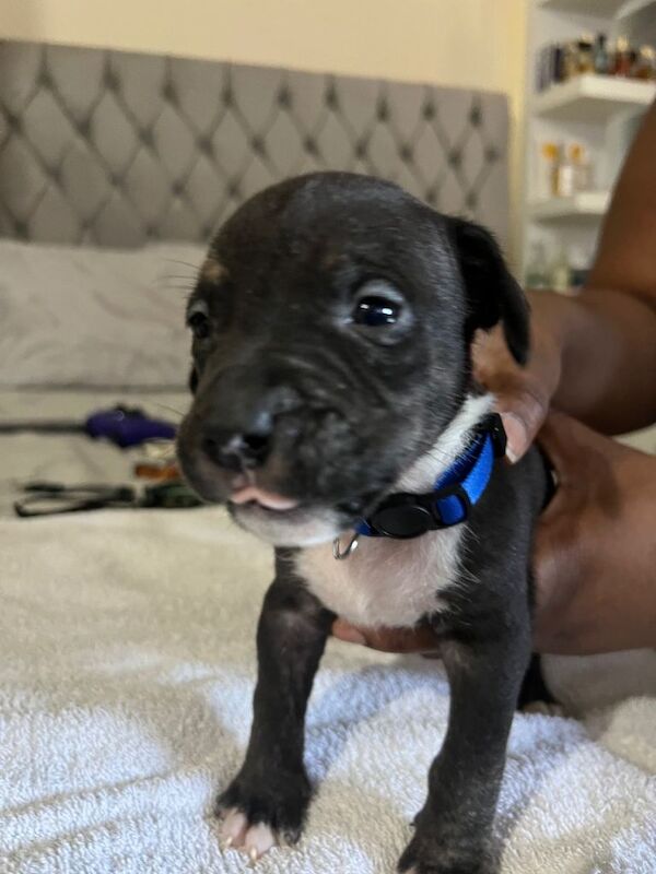 Cane corso x American bully - Image 4 of 4