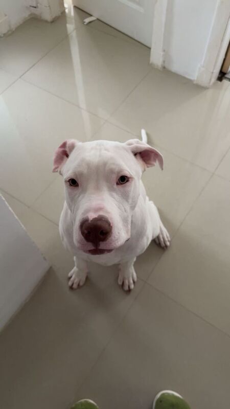 Cane Corso x Amstaff