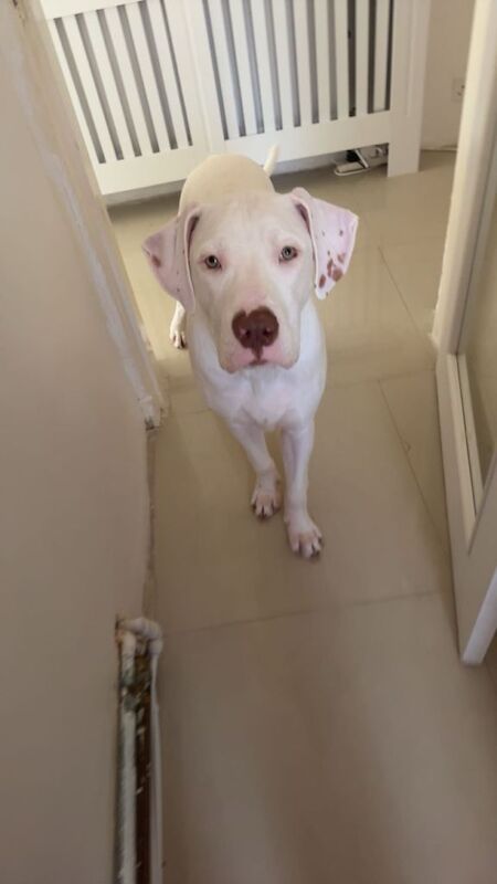 Cane Corso x Amstaff - Image 2 of 5