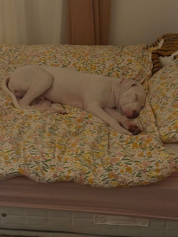 Cane Corso x Amstaff - Image 3 of 5