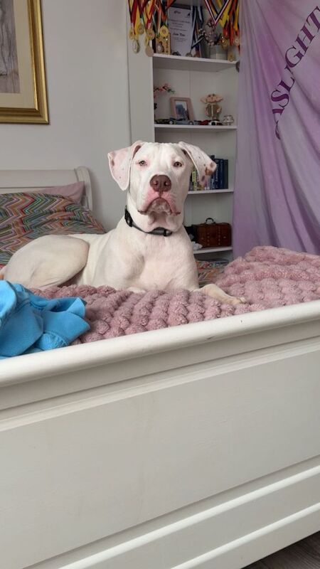 Cane Corso x Amstaff - Image 4 of 5