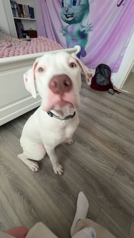 Cane Corso x Amstaff - Image 5 of 5