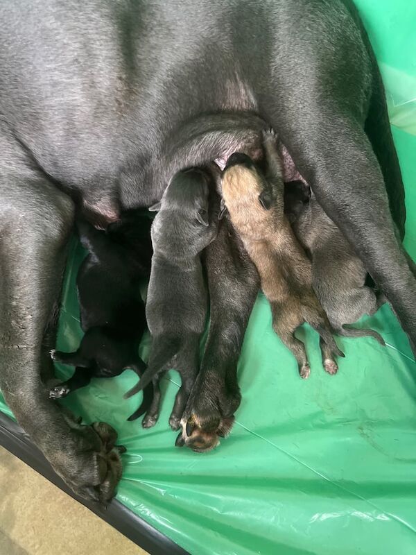 Black Cane Corso puppies for sale in Londonderry, County Londonderry – 3 weeks old